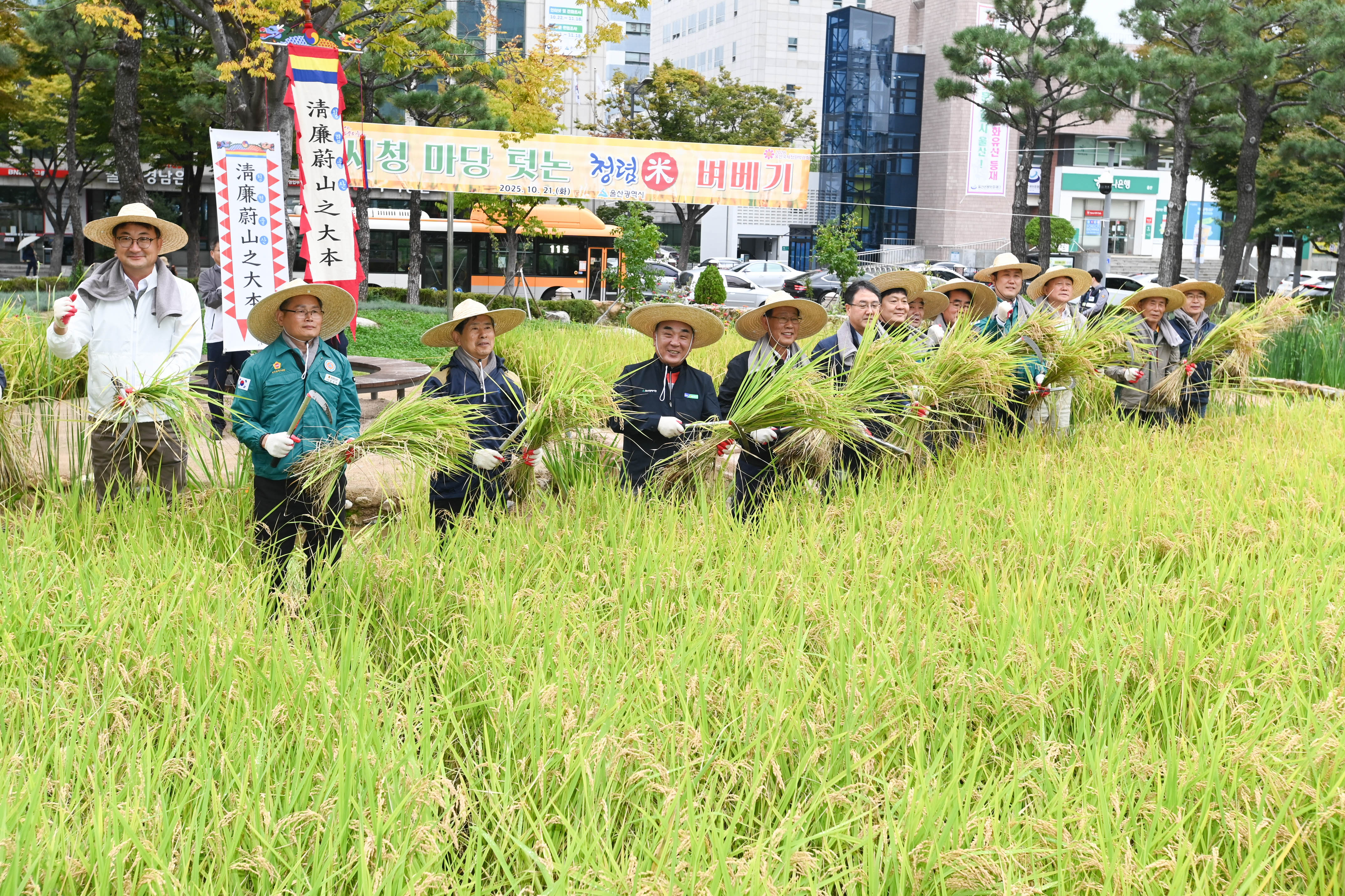 시 청사 생활정원 내 청렴 벼 베기2
