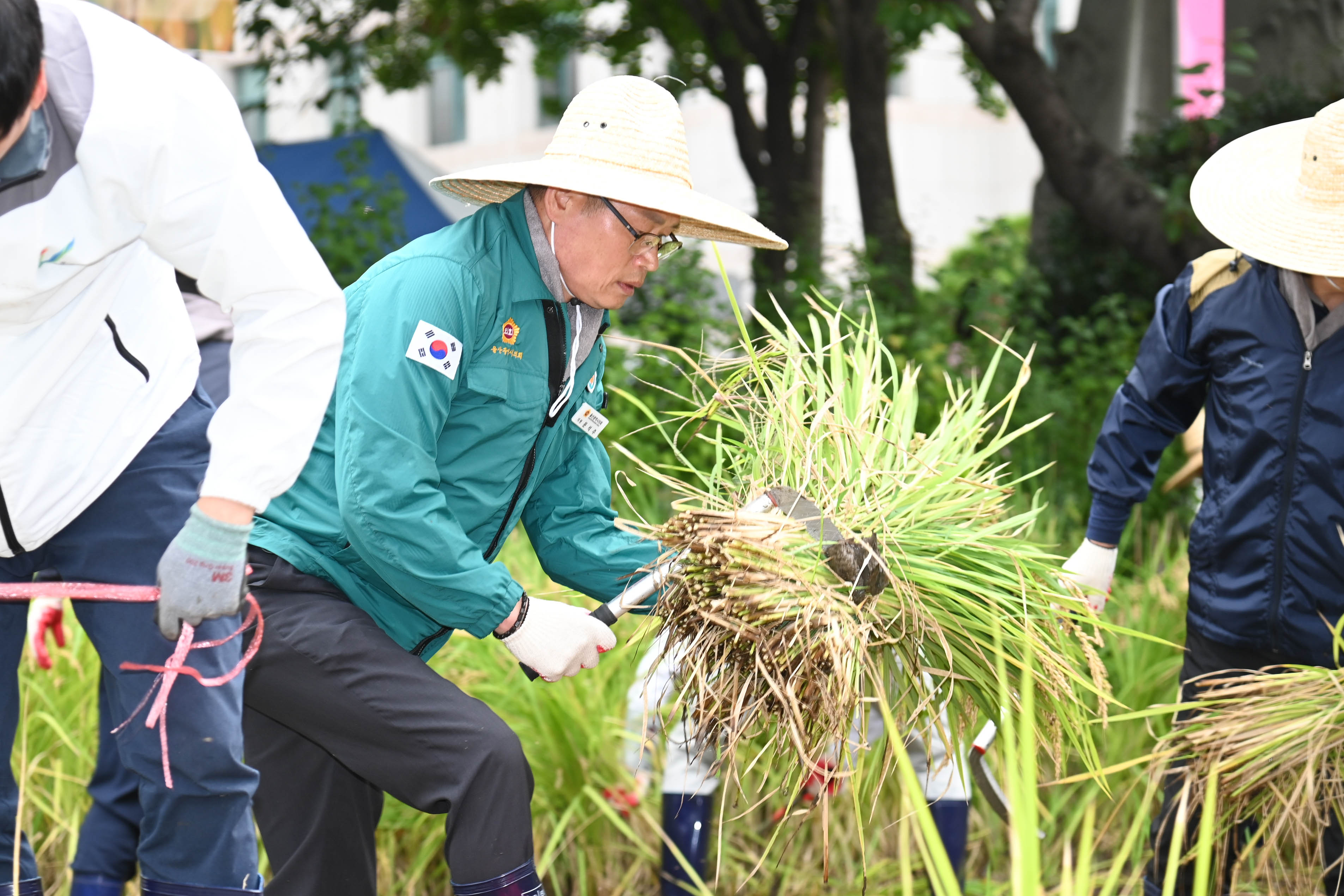 시 청사 생활정원 내 청렴 벼 베기11