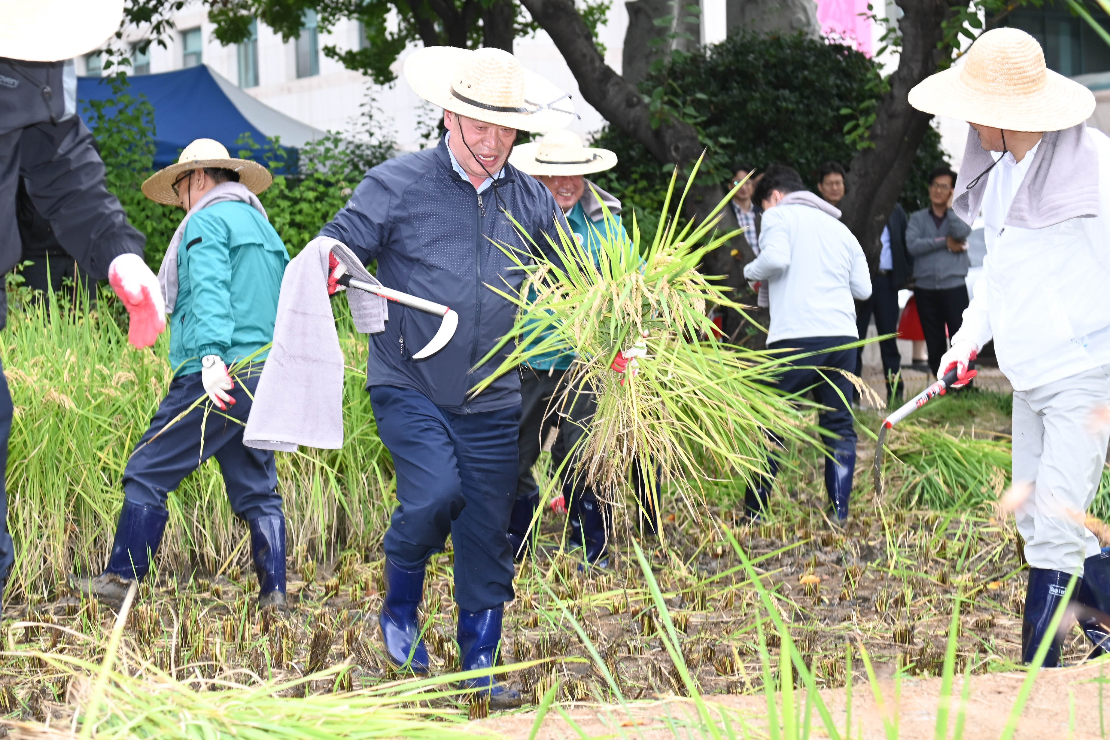 시 청사 생활정원 내 청렴 벼 베기12