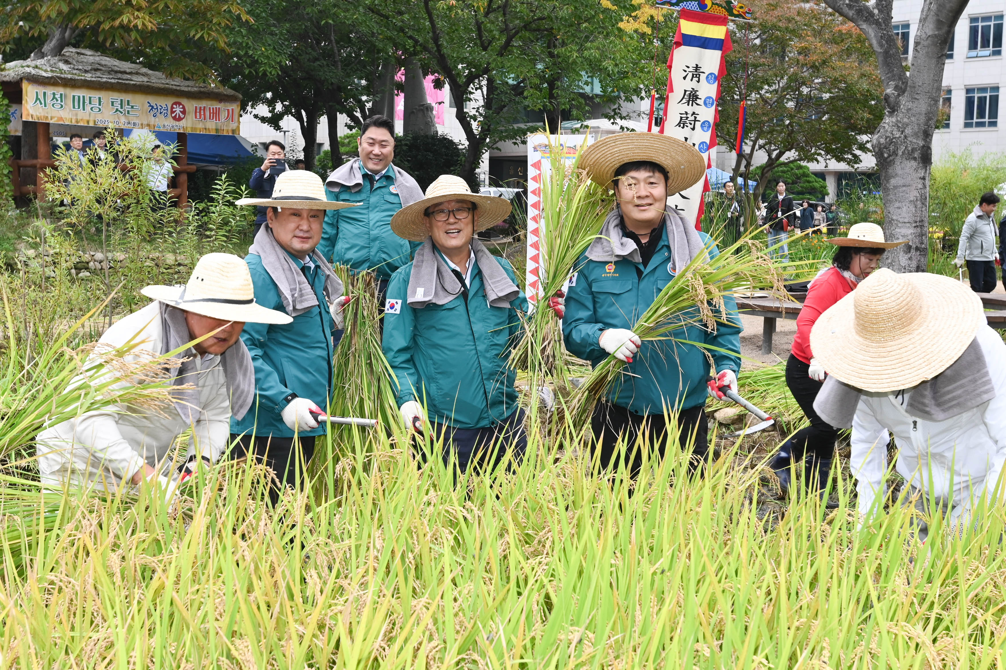시 청사 생활정원 내 청렴 벼 베기13