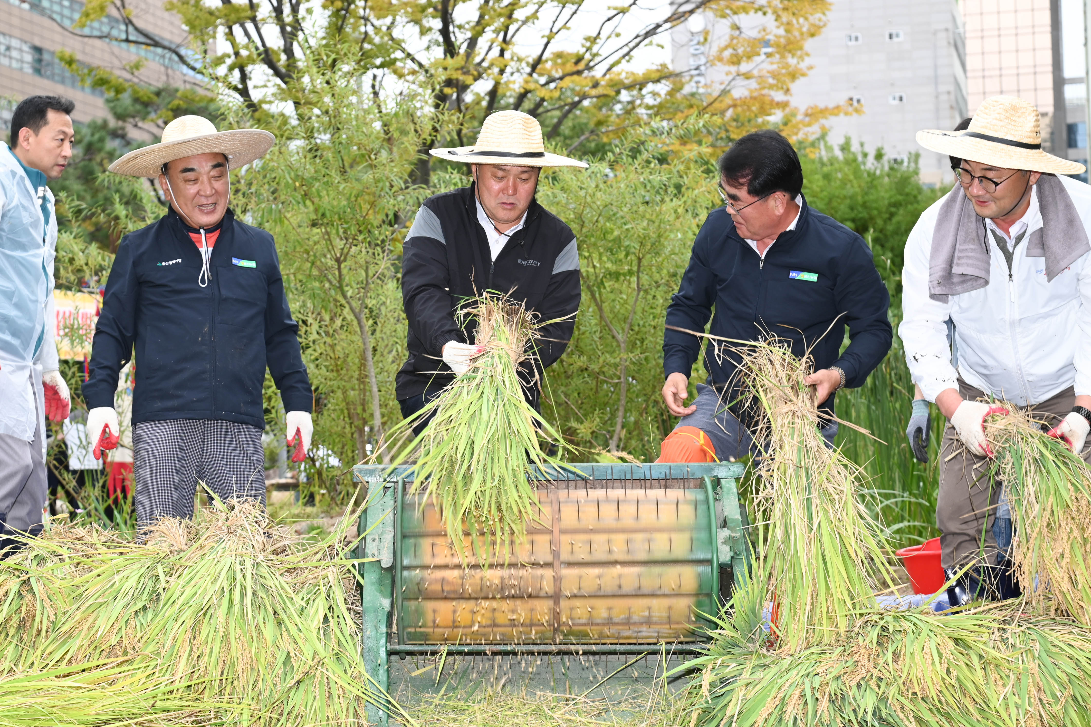 시 청사 생활정원 내 청렴 벼 베기14