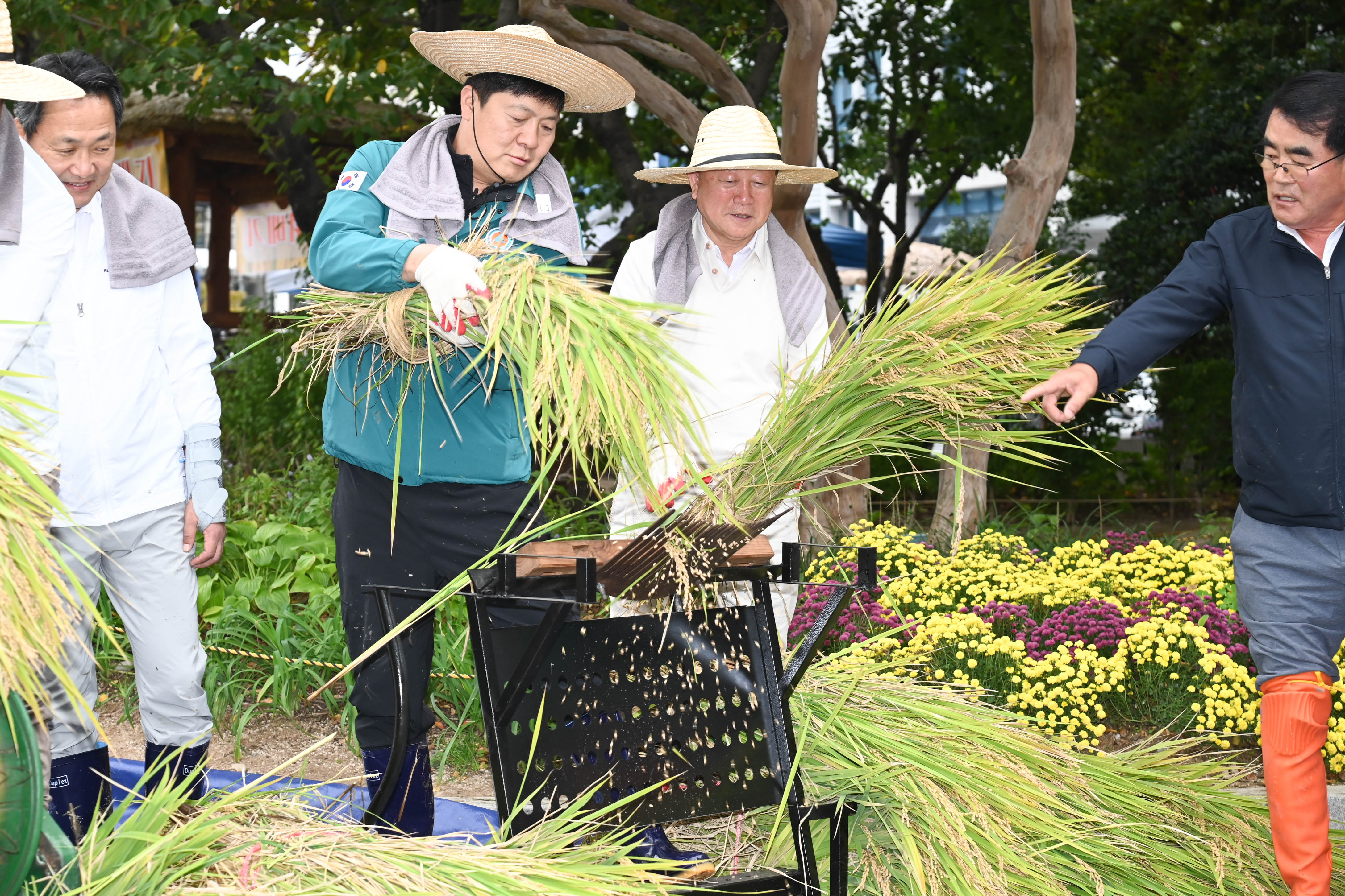 시 청사 생활정원 내 청렴 벼 베기15