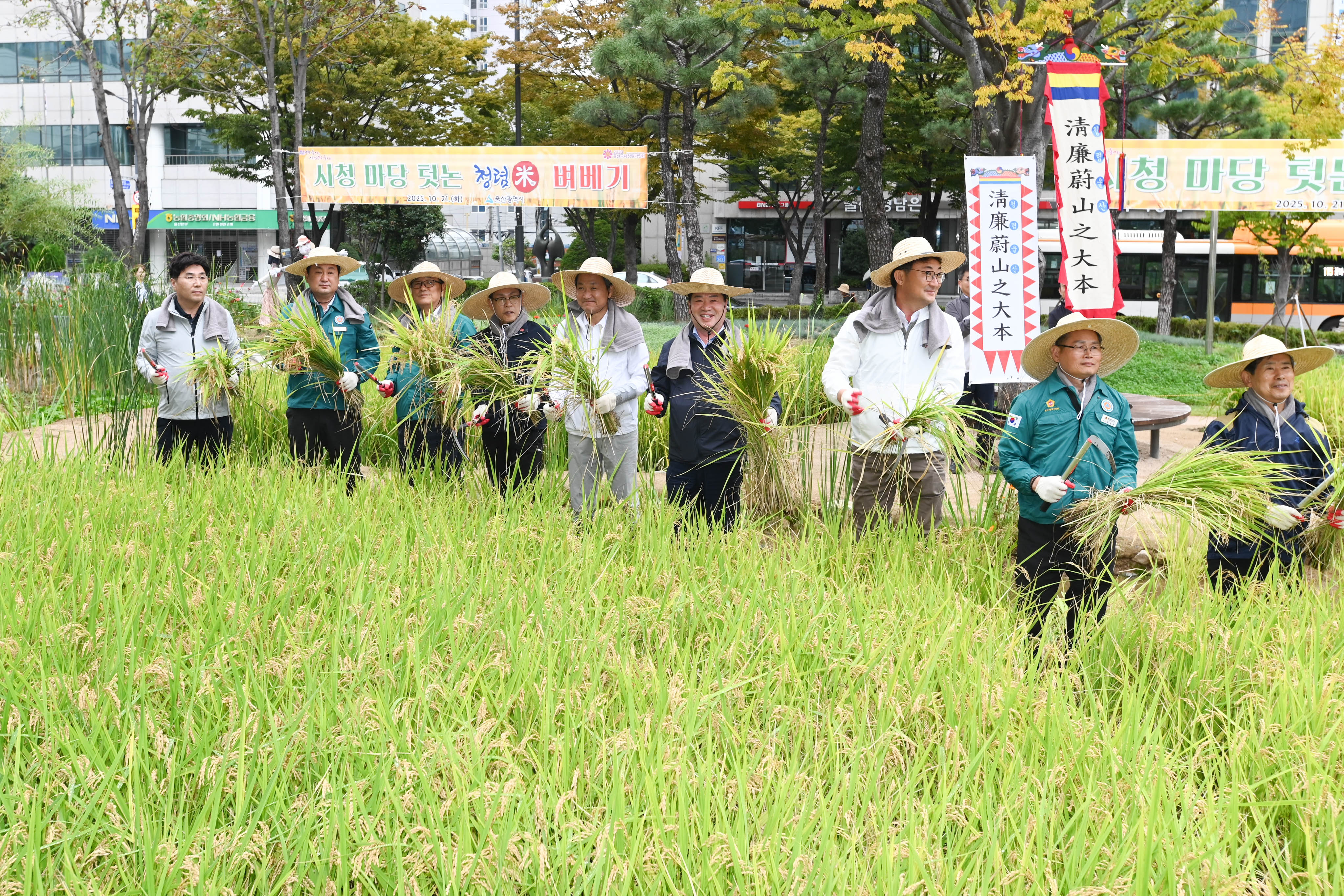 시 청사 생활정원 내 청렴 벼 베기3