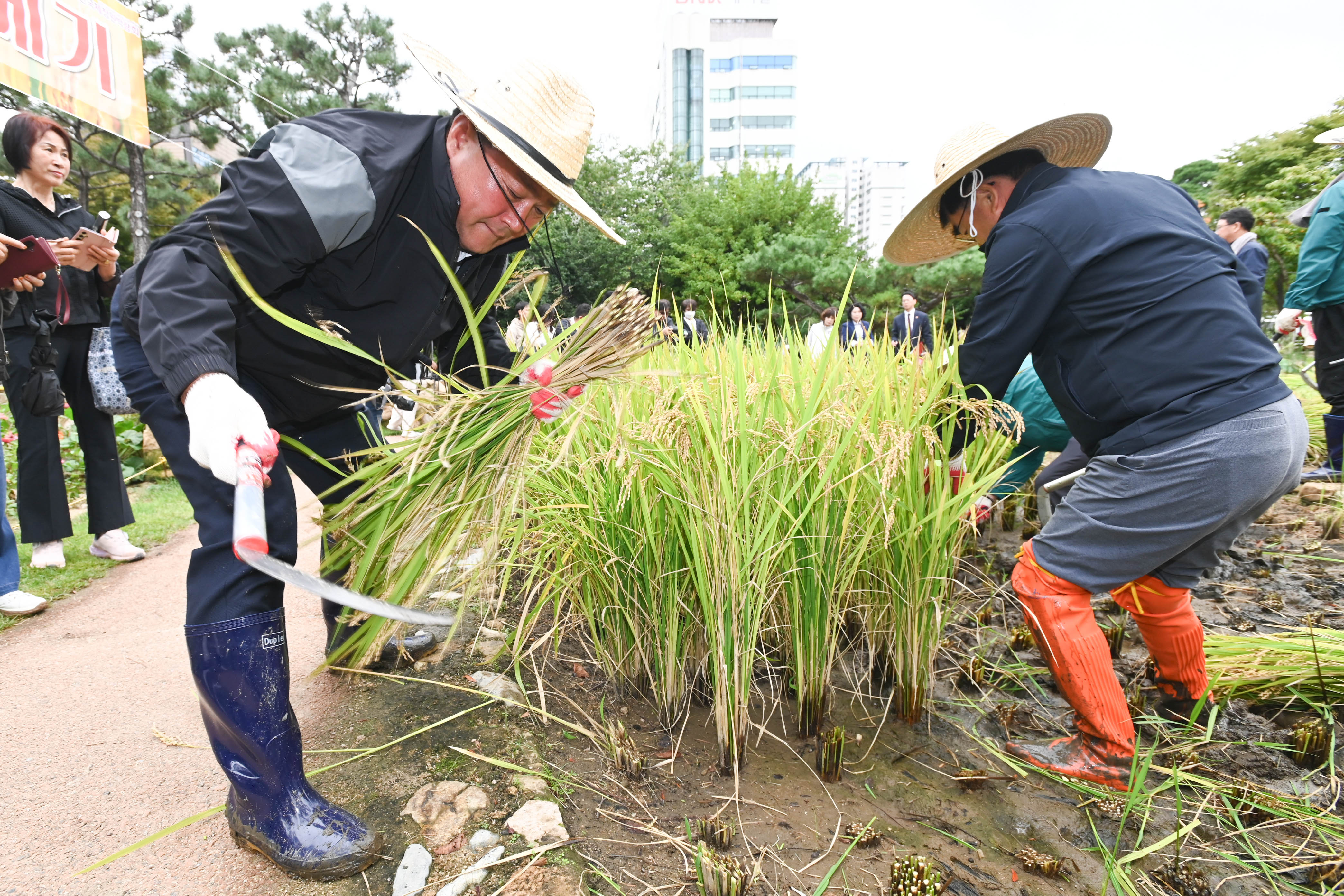 시 청사 생활정원 내 청렴 벼 베기5