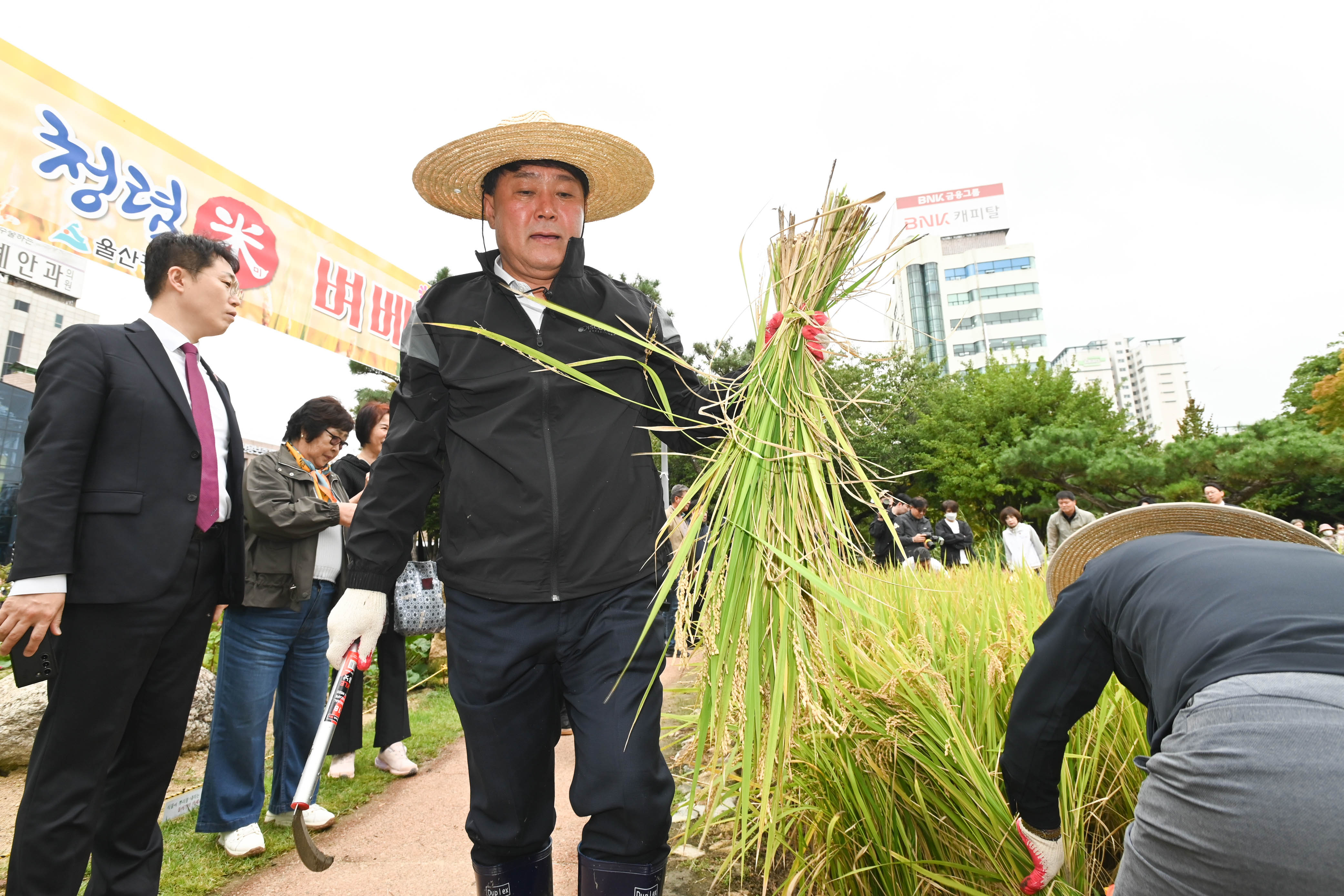시 청사 생활정원 내 청렴 벼 베기6