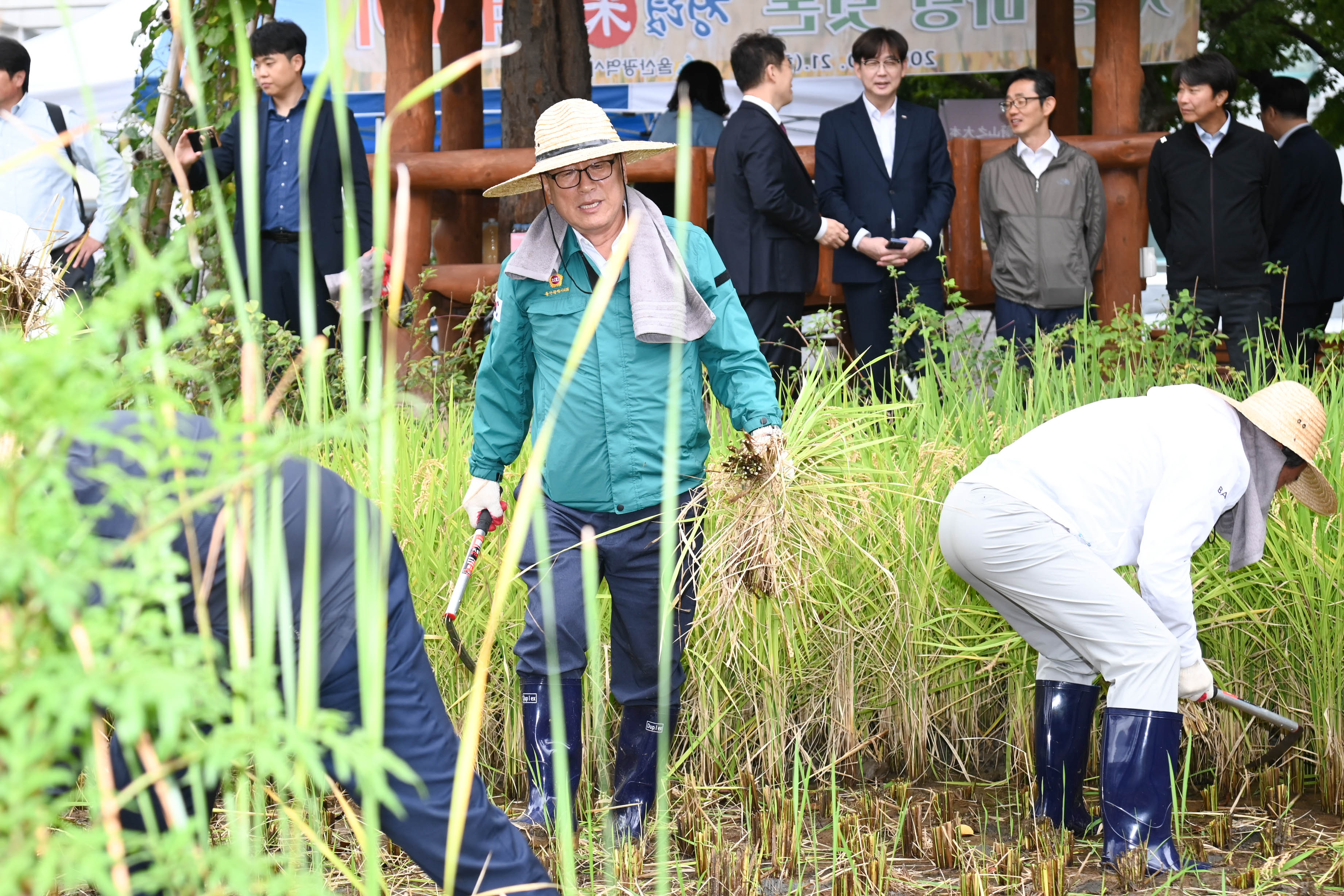 시 청사 생활정원 내 청렴 벼 베기9