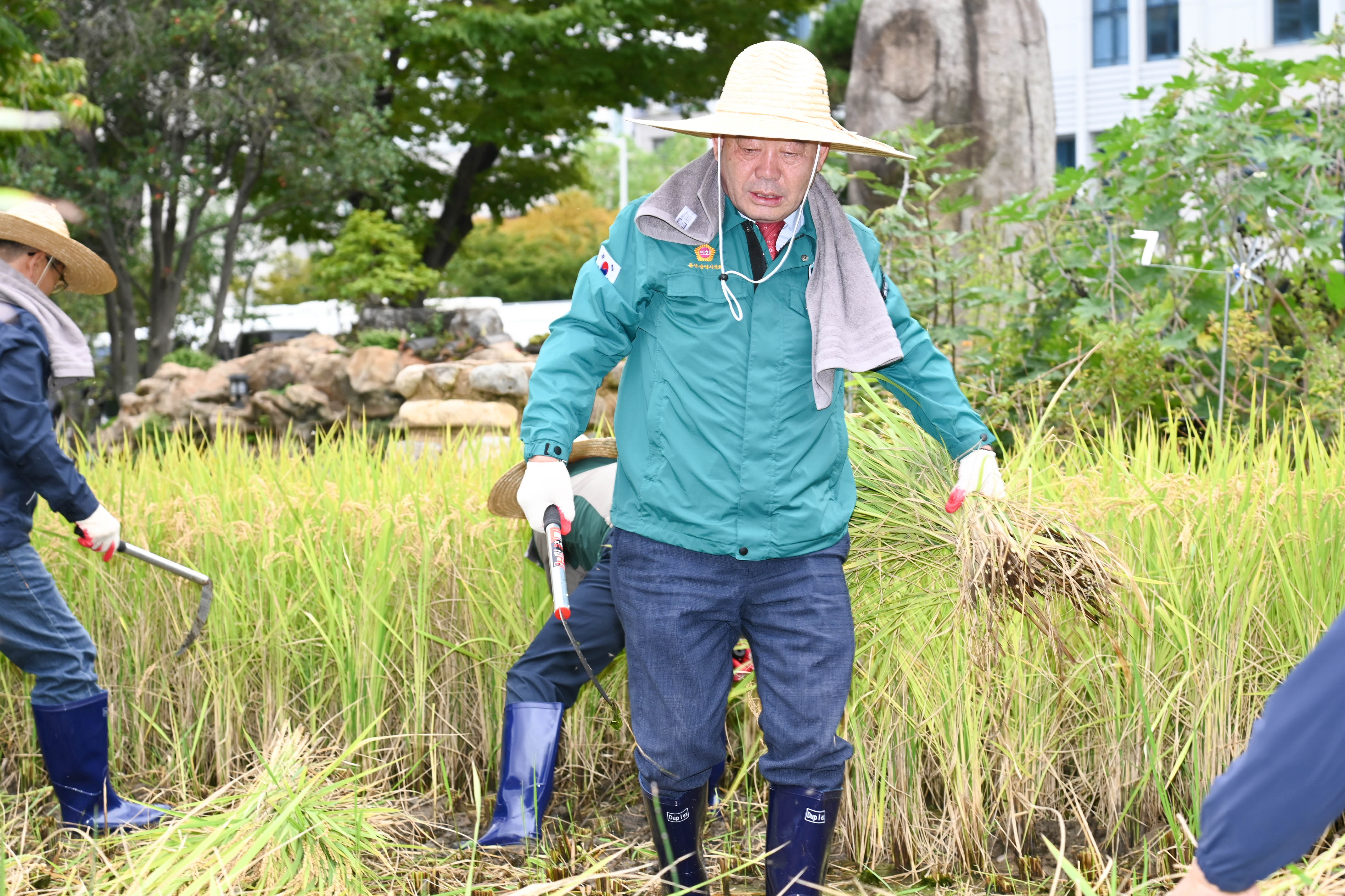 시 청사 생활정원 내 청렴 벼 베기10